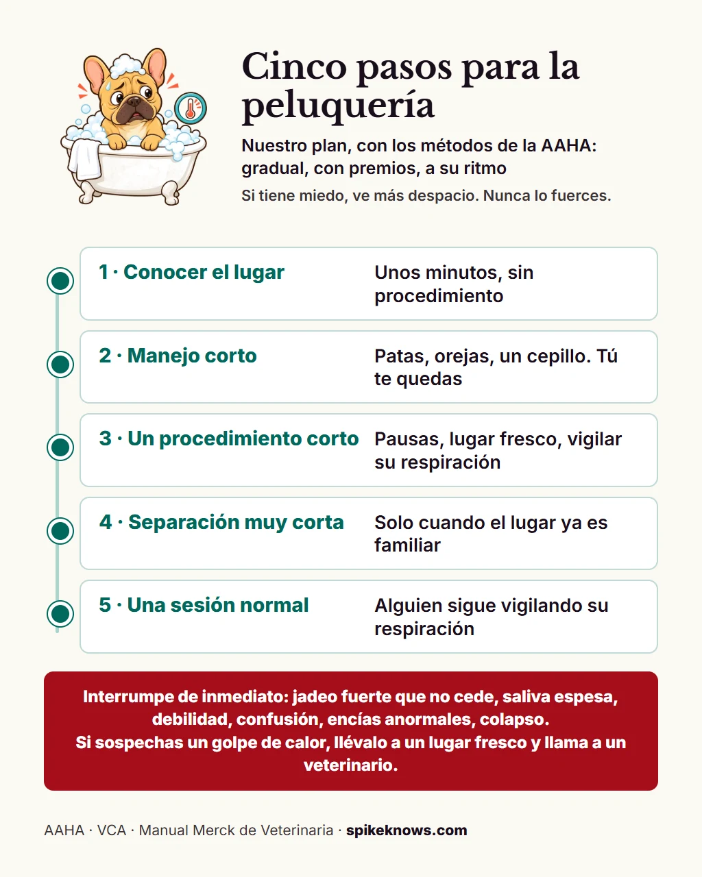 Lámina educativa: cómo acostumbrar a un Frenchie a la peluquería y al veterinario en cinco pasos. Conocer el lugar sin procedimiento, manejo corto contigo presente, un procedimiento corto y agradable, una separación muy corta y luego una sesión normal. Para de inmediato ante jadeo fuerte, saliva espesa, debilidad, confusión, color anormal de las encías o colapso.