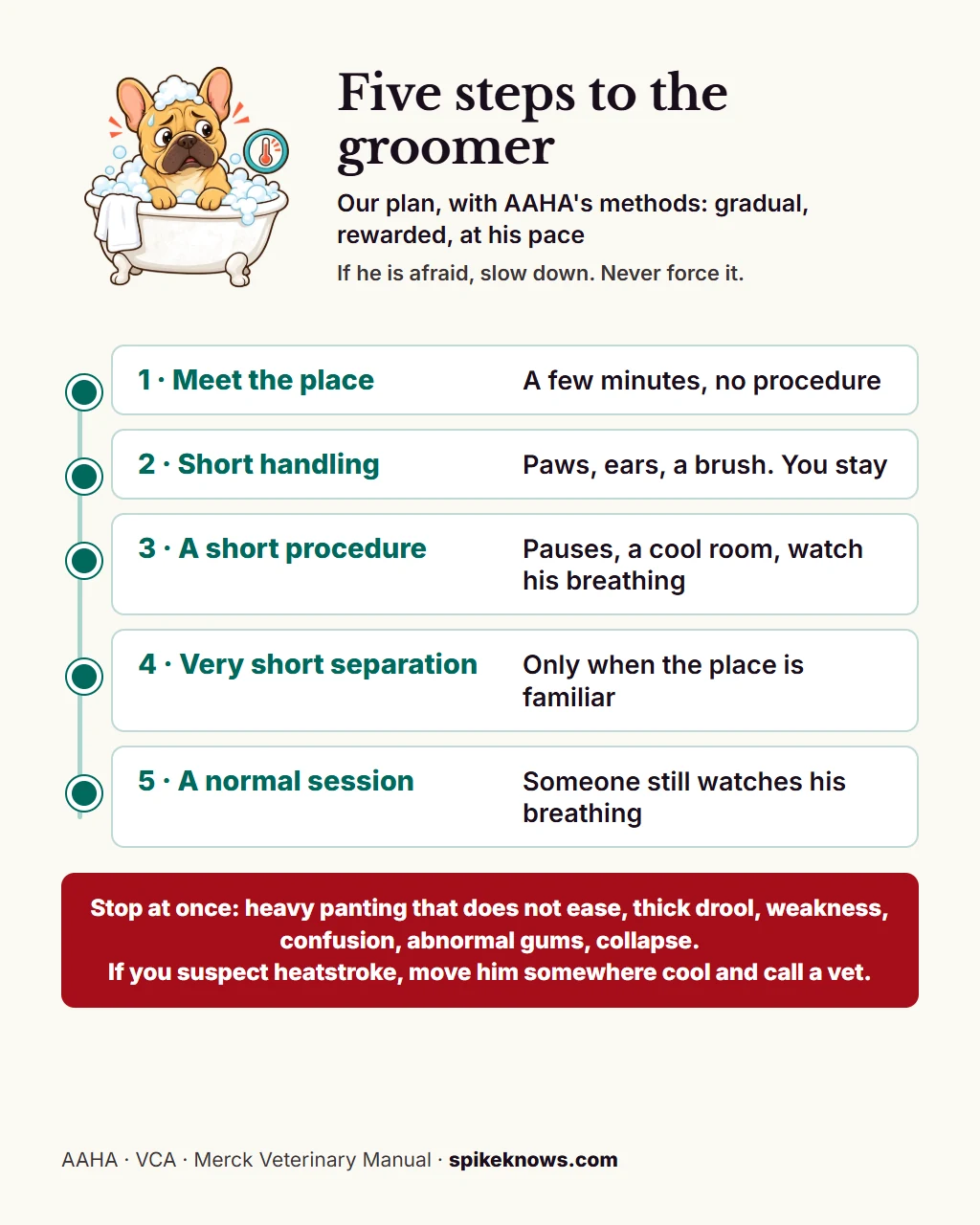 Educational plate: how to get a Frenchie used to the groomer and the vet in five steps. Meet the place with no procedure, short handling with you there, a short positive procedure, a very short separation, then a normal session. Stop at once for heavy panting, thick drool, weakness, confusion, abnormal gum color or collapse.