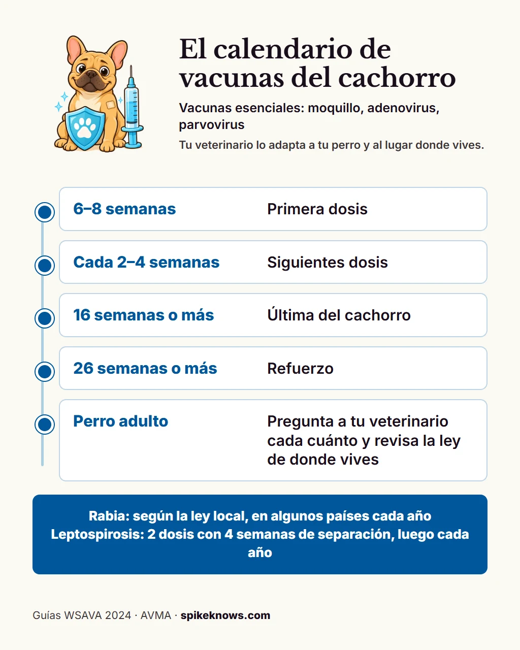 Lámina educativa: el calendario de vacunas del cachorro según las guías de la WSAVA de 2024. Primera dosis de las vacunas esenciales a las 6 a 8 semanas, luego cada 2 a 4 semanas, la última del cachorro a las 16 semanas o más, un refuerzo a las 26 semanas o más, y después, en el perro adulto: pregunta a tu veterinario cada cuánto y revisa la ley del lugar donde vives. Rabia: según la ley local, en algunos países cada año. Leptospirosis: dos dosis con 4 semanas de separación y luego cada año.