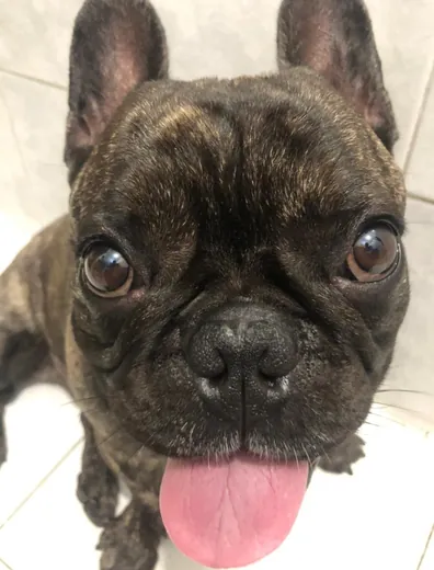 Spike — Blep mode