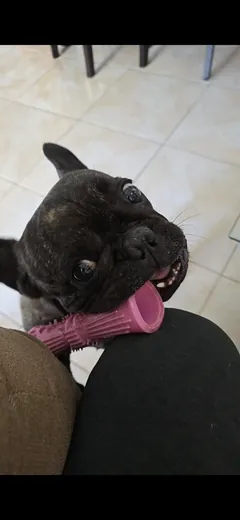 Spike — Snack Time