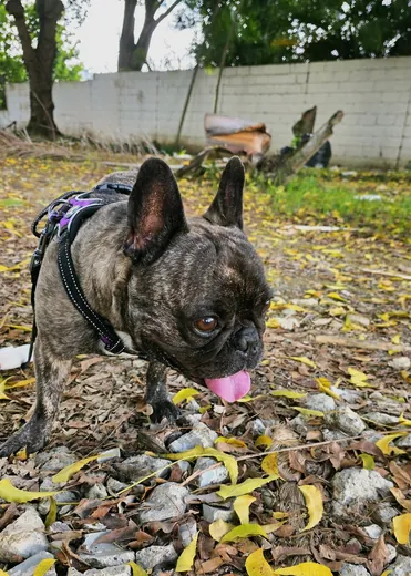 Spike — Forest