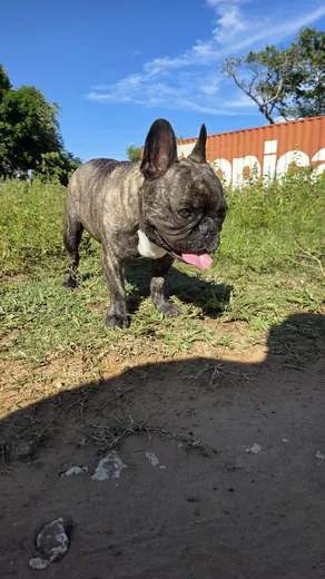 Spike — Zoomies