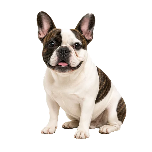 Brindle and White French Bulldog