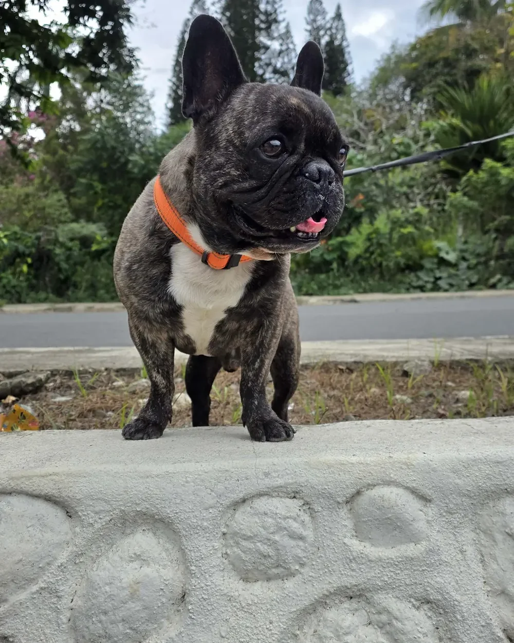 Spike — a dark brindle French Bulldog with classic upright bat ears, the breed's iconic look