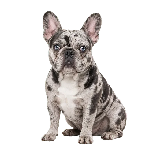 Merle French Bulldog (highest risk fad color)